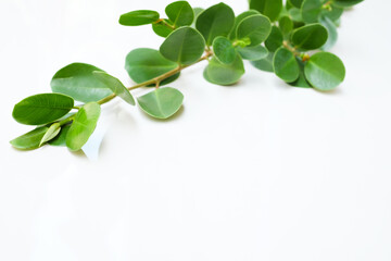 Ficus Microcarpa plant leaf isolated on a white background.