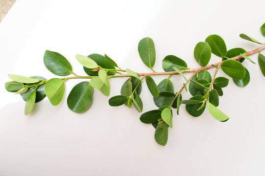 Ficus Microcarpa plant leaf isolated on a white background.