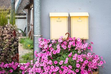 Two yellow mailboxes at gray wall. Beautiful flowers in flower pots