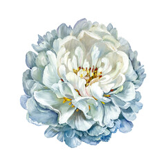 The flower of a white peony. Isolated on a blue background.