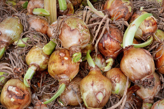 Many bulbs of Spider Lily 'Hymenocallis Festalis' garden plants