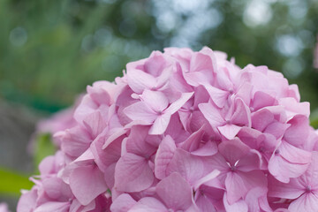 Close up of pink garden hydrangea flowers.