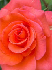 Orange rose closeup