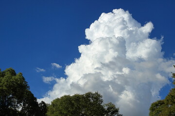 Obraz premium 夏の青空にわき立つ白い大きな雲