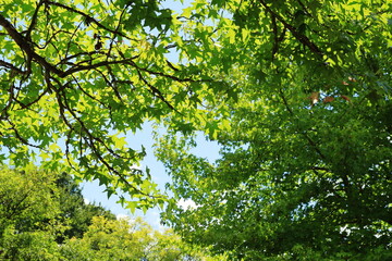Fototapeta na wymiar 夏の公園の緑