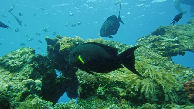 Beautiful Dark Fish Under Water