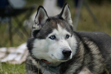Naklejka na ściany i meble A handsome, adult husky dog ​​is walking in nature. Gentle blue eyes.