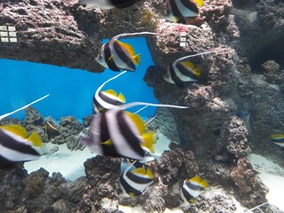 Colorful fish swim in the aquarium