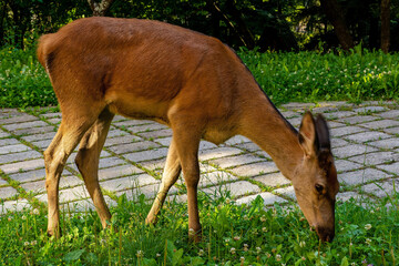 Roe deer on the grass (Szczawnica, Poland)