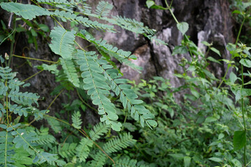 In the rainy season with a small tree growing.