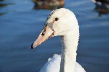 head of swan
