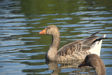 goose in the lake