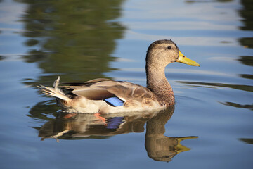 duck in the lake