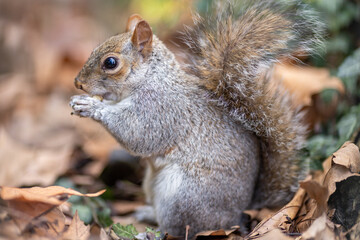 Naklejka na ściany i meble close up of a grey squirrel eating a nut