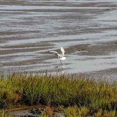 Une mouette atterrissant dans la baie marécageuse