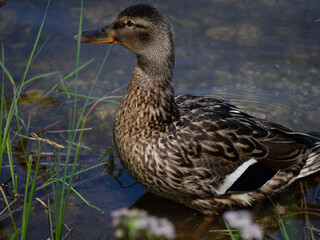 duck on the water