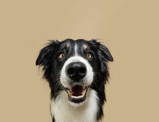 Happy border collie dog looking at camera and smiling. Isolated on beige background on autumn season