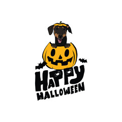Fototapeta premium Happy Halloween postcard with Doberman dog peeking out from the pumpkin. Dog head in pumpkin with paws. October hand-drawn calligraphy with halloween funny icons. Festive Creative Halloween Art Work.
