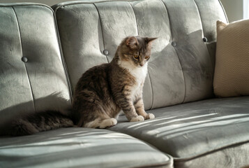 Cute fluffy gray white tabby cat sitting on a gray sofa, pet portrait in the interior