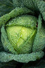 fresh organic cabbage top view