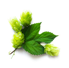 fresh hop seed cones and leaves collection with real transparent shadow isolated on transparent background; png food design element