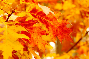 yellow with red oak tree leaves at fall