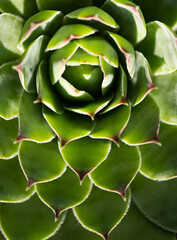 close up on green succulent plant texture