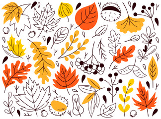 Autumn garden plant leaves and rowan and chestnut tree berries line art graphic design isolated set