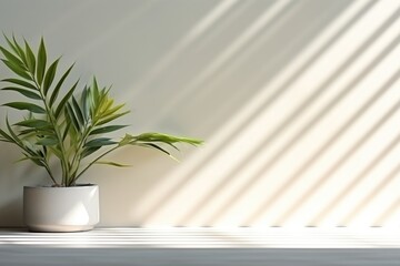 home plant in the pot on the wall background with sunlights from the window