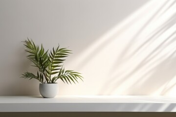 home plant in the pot on the wall background with sunlights from the window