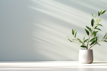 home plant in the pot on the wall background with sunlights from the window