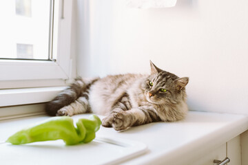 cat sleeping on kitchen table