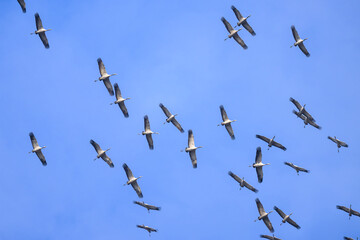 Obraz premium A group of Common Cranes flying blue sky