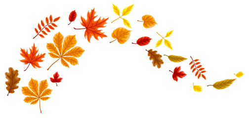 Background with autumn leaves. Illustration with various foliage.