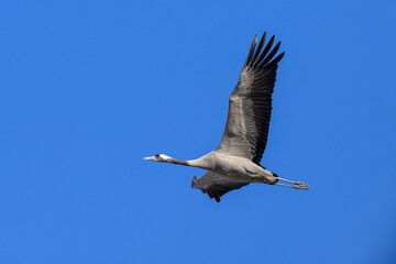 A Common Crane flying in front of blue sky