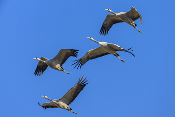 A group of Common Cranes flying blue sky - Powered by Adobe