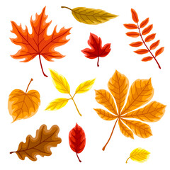 Set of autumn leaves. Illustration of various foliage.