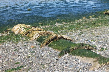 Ancient cement outflow pipe embedded in rocky beach at water's edge and covered with bright green algae growth