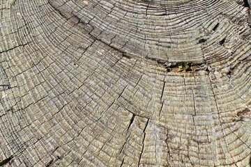 Tree stump detail with irregular concentric rings horizontal natural background texture