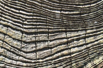 Macro closeup of weathered tree stump wood grain showing eroded tree rings in high contrast