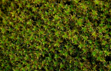 Photo of the texture of swamp moss.Vegetation in the swamp in the forest.