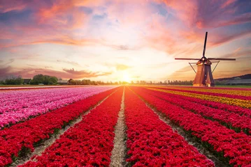 Papier Peint photo Amsterdam Landscape with tulips, traditional dutch windmills and houses near the canal in Zaanse Schans, Netherlands, Europe. High quality photo