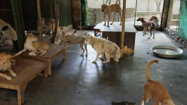 A couple of street dogs are in a playful mood at an animal shelter - abandoned  homeless. Stray dogs sitting / relaxing on a table / eating food in a cage - adoption  rescue  a veterinary hospital ...