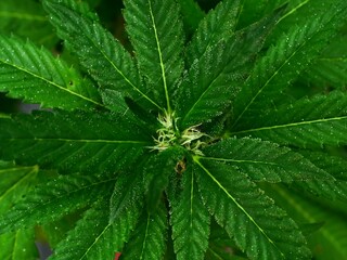 Cannabis Texture Marijuana Leaf background  ,green leaf background