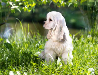 Puppy American cocker spaniel on green grass in the sun  background