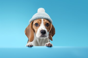 Lifestyle portrait photography of a curious beagle kicking after potty wearing a knit cap against a pastel blue background. With generative AI technology
