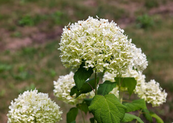  closeup of a beautiful white hydrangea in garden