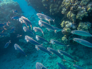 Flock of fish in the expanse of a coral reef in the Red Sea