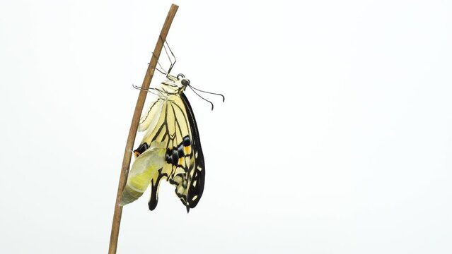 Asian swallowtail butterfly (Papilio xuthus) from chrysalis to hatching and flight [3 shots]