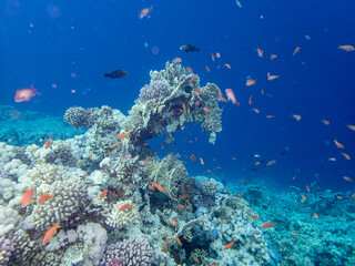 Fototapeta na wymiar Flock of fish in the expanse of a coral reef in the Red Sea